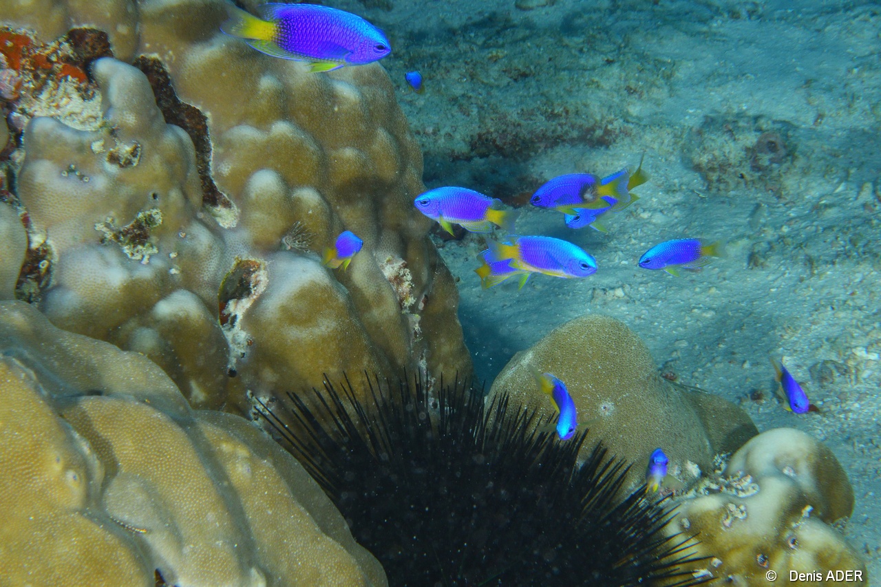 Pomacentrus caeruleus-Currieuse Coral Garden-3m-20190613-Denis-ADER-DSC_9505_tn.jpg